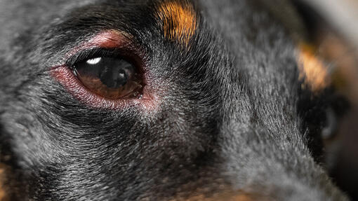 Natural remedy 2024 dog conjunctivitis